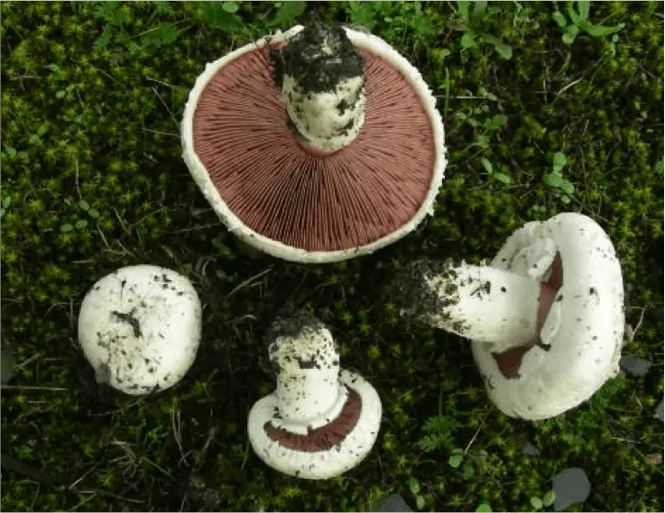 Agaric champêtre ou rosé des prés (Agaricus campestris) : chapeau blanc et lames roses