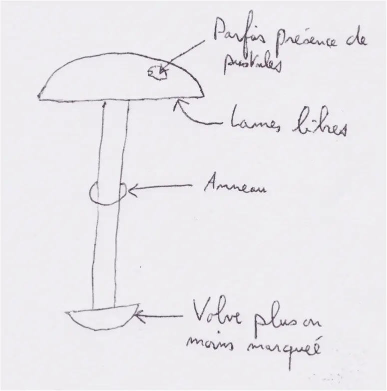 Schéma d'une amanite : chapeau, lames libres, anneau sur le pied et volve à la base