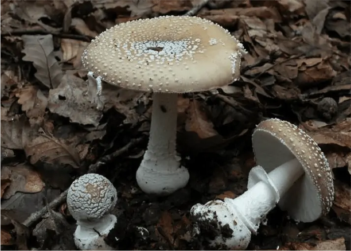Amanite panthère (Amanita pantherina) : chapeau brun parsemé de flocons blancs, pied blanc à anneau