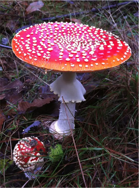 Amanite tue-mouche (Amanita muscaria) : chapeau rouge couvert de flocons blancs, pied blanc à anneau
