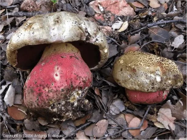 Bolet de Satan (Rubroboletus satanas) : chapeau blanchâtre, pores rouges et pied ventru rouge et jaune
