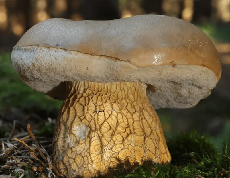 Bolet amer (Tylopilus felleus) : chapeau brun clair, pores rosés et pied à réseau brun foncé