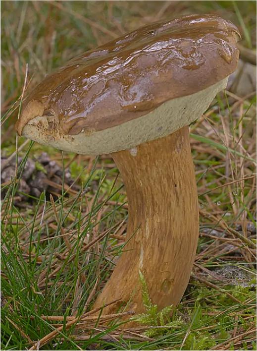 Bolet bai (Imleria badia) : chapeau brun marron, pores jaunâtres et pied brun clair sans réseau
