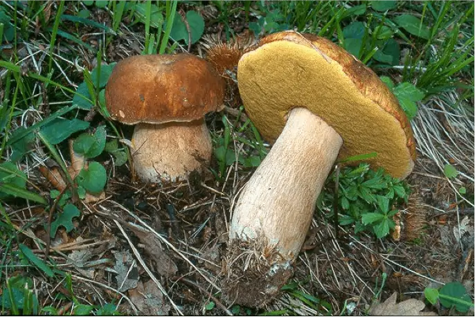 Cèpe d'été (Boletus reticulatus) : chapeau brun clair velouté et pied beige couvert d'un réseau