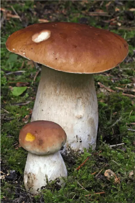 Cèpe de Bordeaux (Boletus edulis), l'un des champignons comestibles les plus recherchés en France