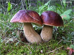 Cèpe des pins | Les Champignons.fr