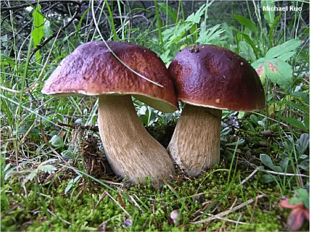 Cèpe des pins (Boletus pinophilus) : chapeau brun-rouge acajou et pied ventru teinté de roux