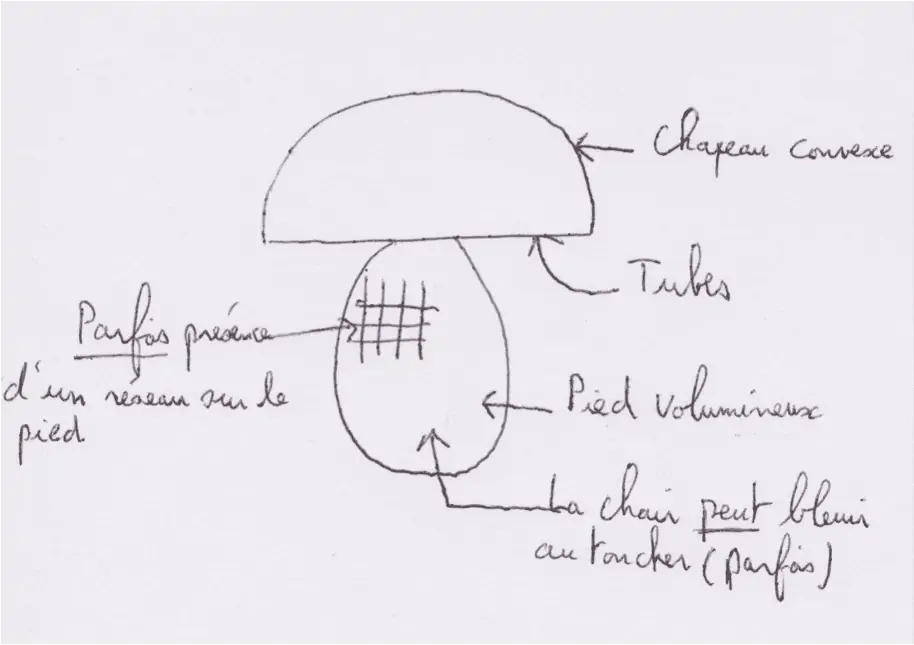 Dessin d'un cèpe : chapeau convexe, tubes sous le chapeau et pied ventru