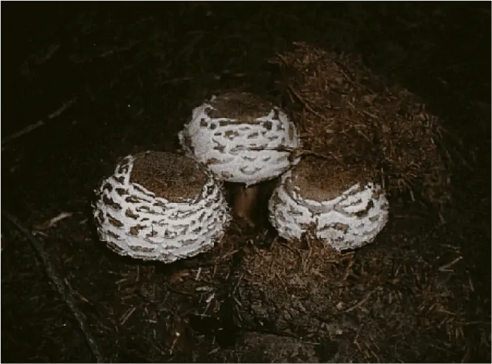 Lépiote vénéneuse (Chlorophyllum brunneum) : chapeau à grosses squames brunes et pied lisse