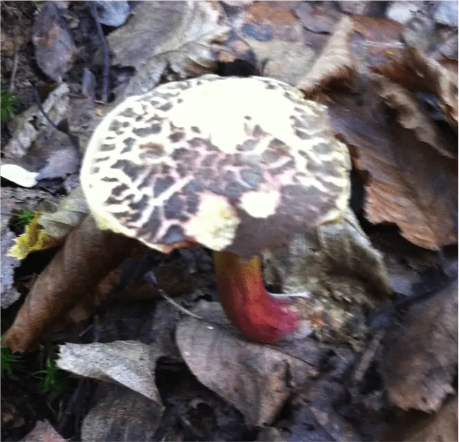Bolet à chair jaune (Xerocomellus chrysenteron) : chapeau brun craquelé laissant voir du rouge, pores jaunes et pied strié de rouge