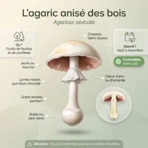 Agaric anisé des bois (Agaricus silvicola) : infographie d'identification