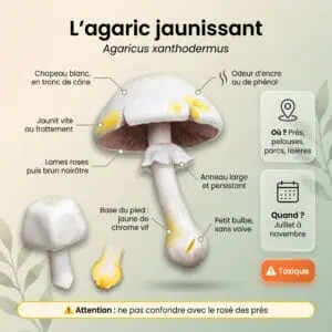Agaric jaunissant