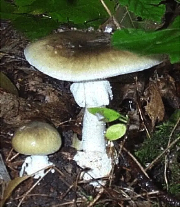 Amanite phalloïde (Amanita phalloides) : chapeau vert olive, lames blanches, anneau blanc et volve en sac à la base du pied