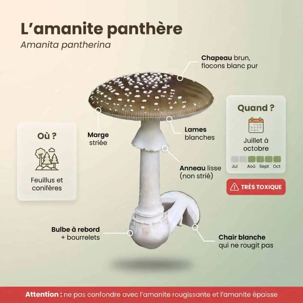 Infographie amanite panthère : chapeau brun à flocons blanc pur, marge striée, lames blanches, anneau lisse, bulbe à rebord et bourrelets, chair qui ne rougit pas, très toxique