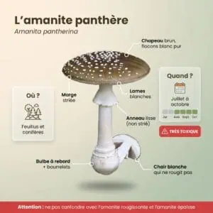 Amanite panthère