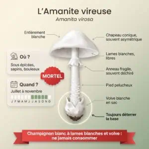 Amanite vireuse (Amanita virosa) : infographie d'identification