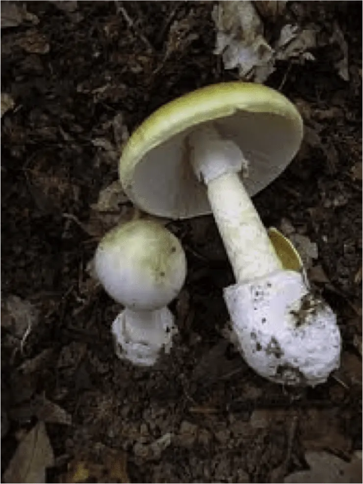 Amanite phalloïde (Amanita phalloides), champignon mortel à chapeau vert olive, lames blanches, anneau et volve en sac