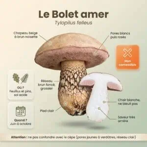 Bolet amer (Tylopilus felleus) : infographie d'identification