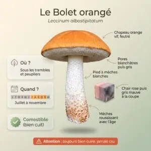 Bolet orangé (Leccinum albostipitatum) : infographie d'identification