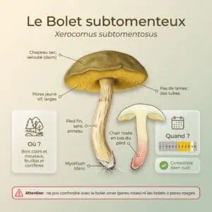 Bolet subtomenteux (Xerocomus subtomentosus) : pores jaunes, bleuissement faible