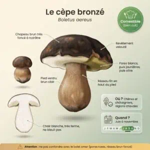 Cèpe bronzé : champignon typique sous les chênes