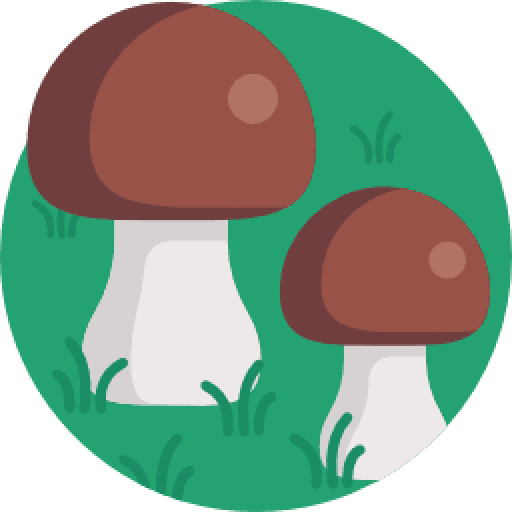 Les Champignons.fr