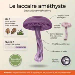 Laccaire améthyste (Laccaria amethystina) : infographie d'identification