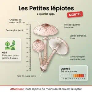Petites lépiotes