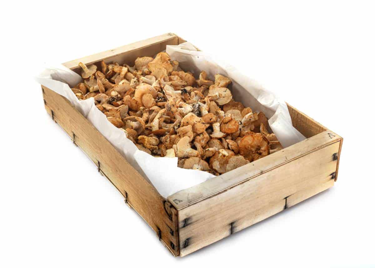 Pied de mouton | Les Champignons.fr