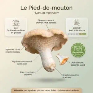 Aiguillons : Pied-de-mouton (Hydnum repandum)
