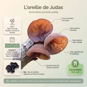 Oreille de Judas (Auricularia auricula-judae) : champignon gélatineux en forme d'oreille sur sureau