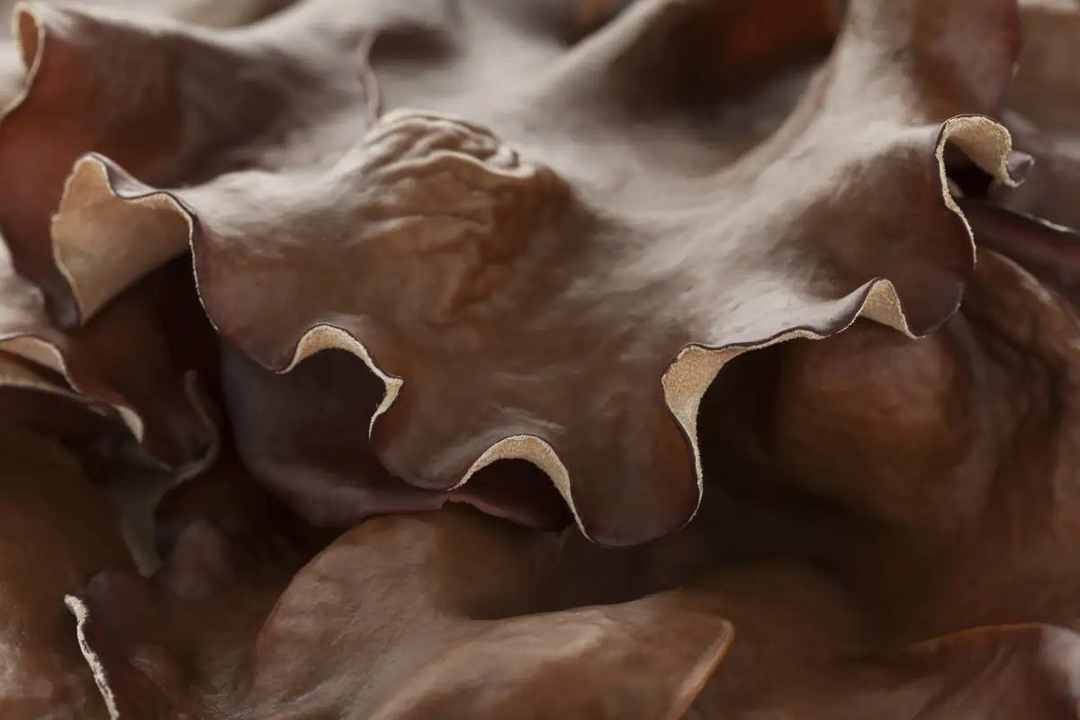 Oreilles de Judas (Auricularia auricula-judae), champignons en forme d'oreille brun rougeâtre