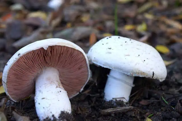 Rosés des prés dans l'herbe : chapeau blanc et lames roses