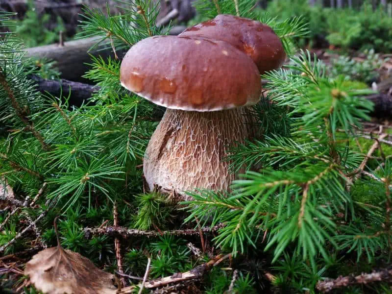 Cèpes ramassés en octobre : chapeaux bruns, pores clairs et pieds ventrus