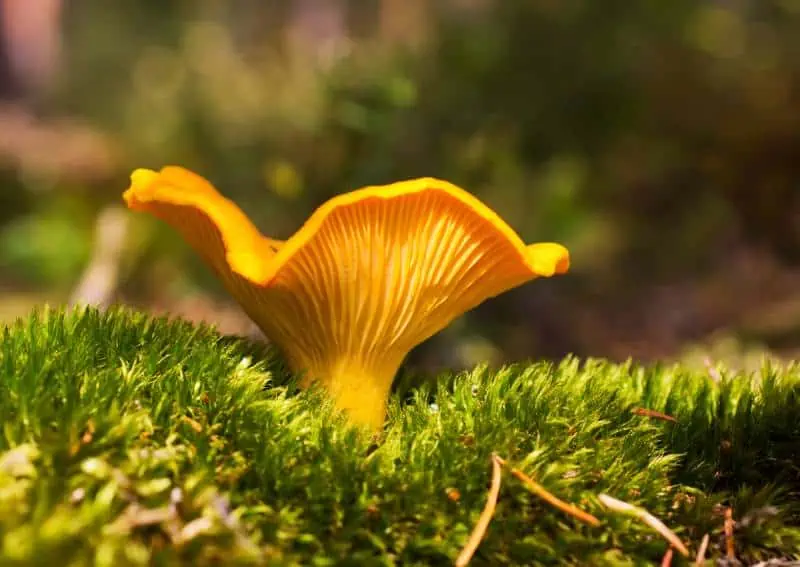 Girolles jaune d'œuf avec plis descendant sur le pied