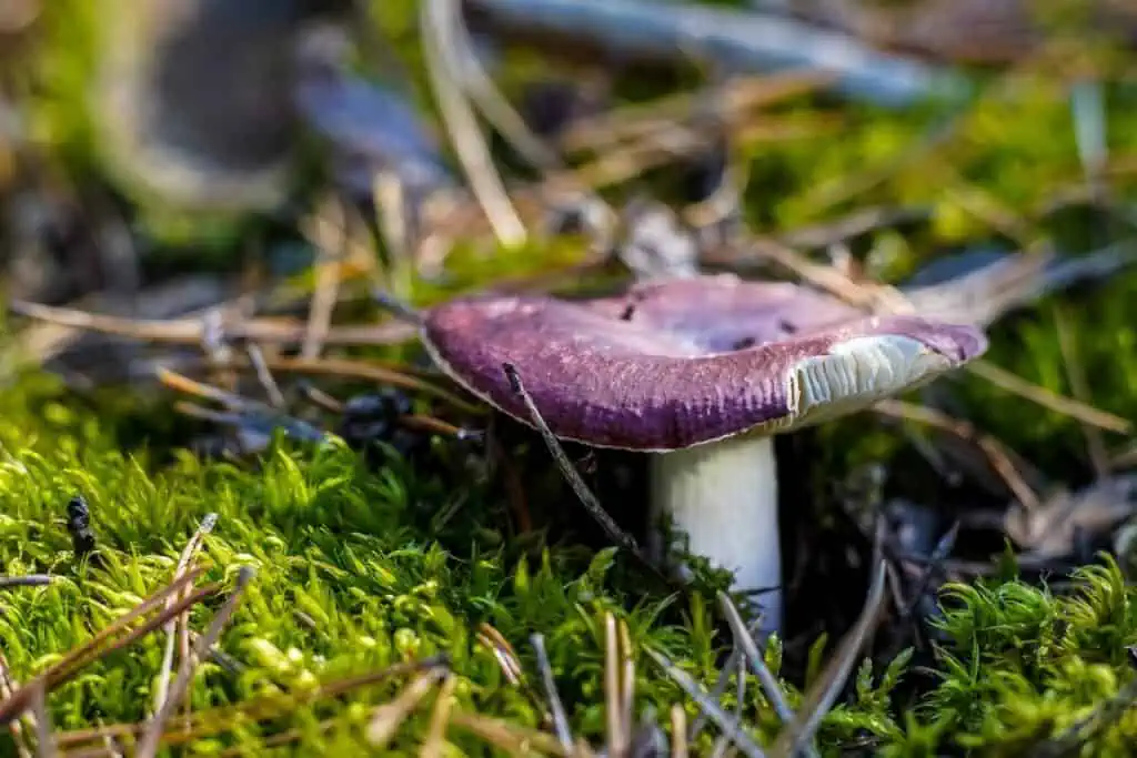 Russule en forêt en novembre, chapeau coloré et lames blanches