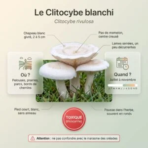 Clitocybe blanchi
