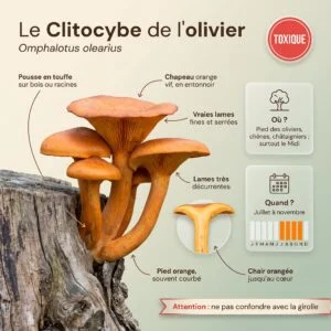 Clitocybe de l'olivier (Omphalotus olearius) : touffes orange sur souche, vraies lames