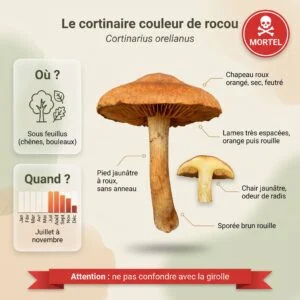 Cortinaire couleur de rocou (Cortinarius orellanus) : infographie d'identification