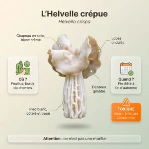 Helvelle crépue (Helvella crispa) : infographie d'identification