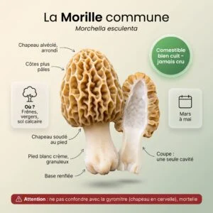 Alvéoles : Morille commune (Morchella esculenta)