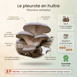 Pleurote en huître (Pleurotus ostreatus) : infographie d'identification