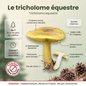 Tricholome équestre (Tricholoma equestre) : infographie d'identification