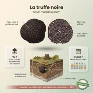 Truffe noire (du Périgord) (Tuber melanosporum) : infographie d'identification