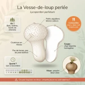Vesse-de-loup perlée (Lycoperdon perlatum) : infographie d'identification