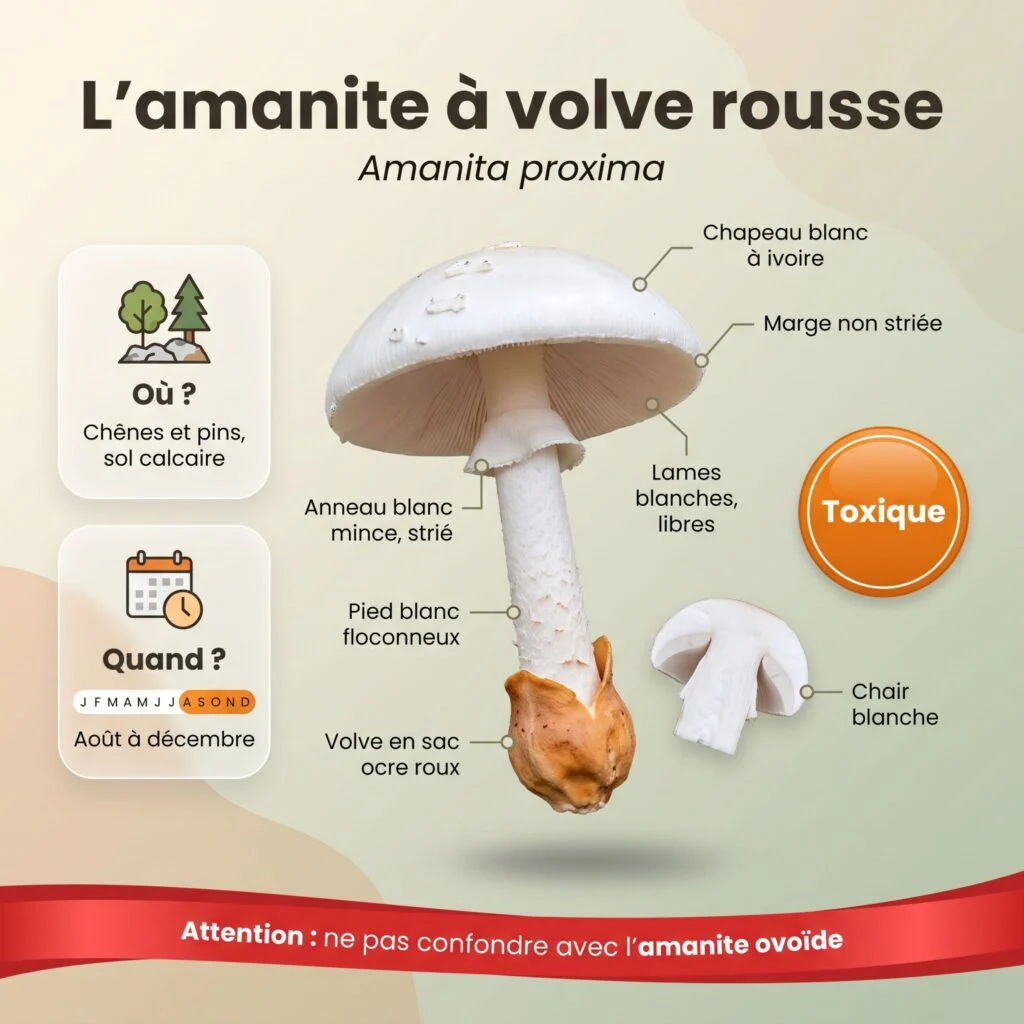 Infographie d'identification de l'amanite à volve rousse (Amanita proxima) : chapeau blanc à ivoire, marge non striée, lames blanches libres, anneau blanc mince strié, volve en sac ocre roux, toxique