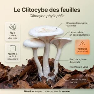 Clitocybe des feuilles (Clitocybe phyllophila)